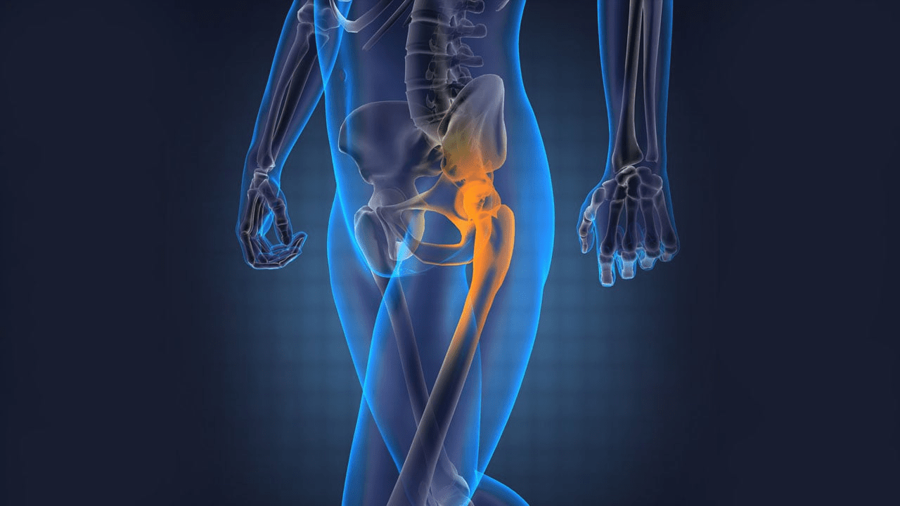 hip joints