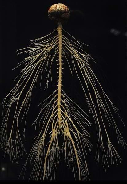 human nervous system