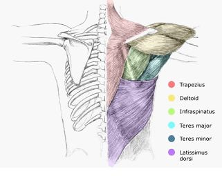 anatomy of shoulder