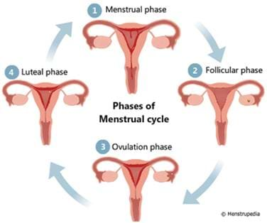 Menstral phases