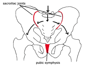 plevis anatomy