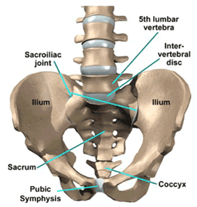 Pelvis diagram