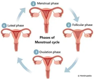 Periods and back pain