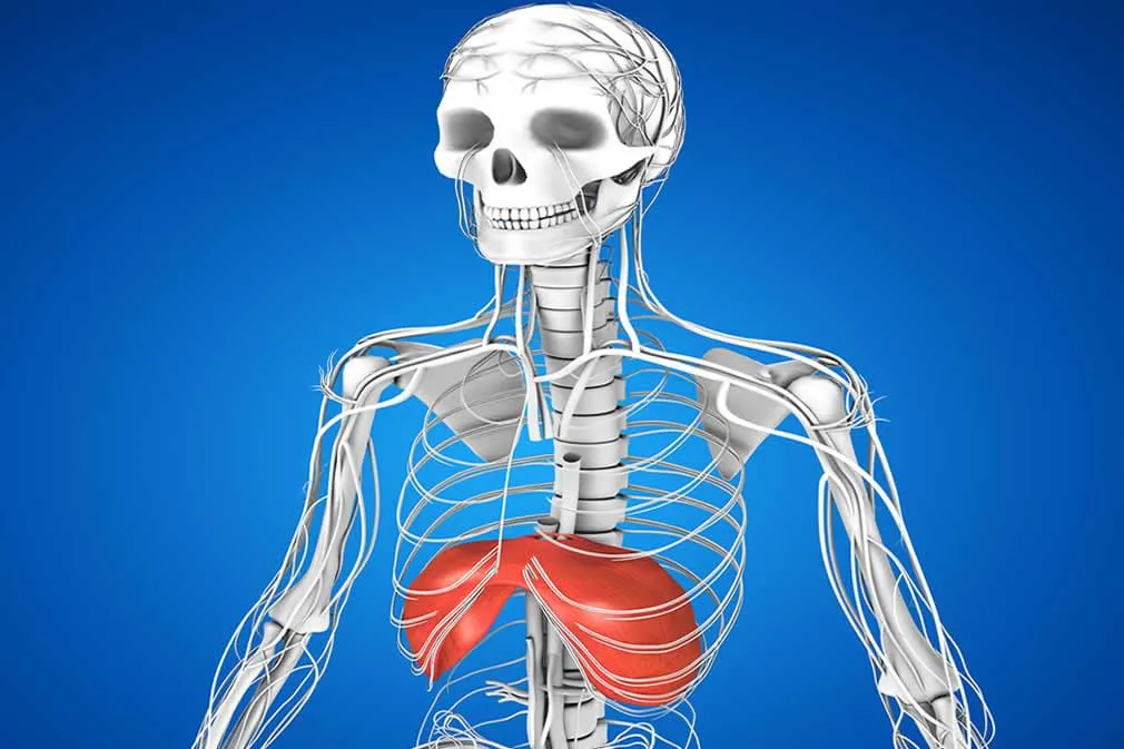 The importance of the diaphragm.