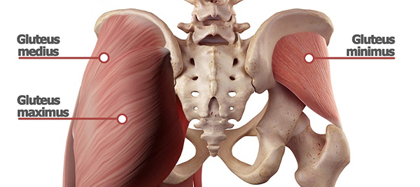 Gluteus medius and pelvic stability