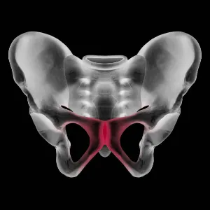 Visualising the pubic symphysis joint